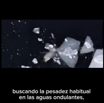 G1912002 La lucha del oso polar por sobrevivir en un Ártico en rápido deshielo (Part 2)