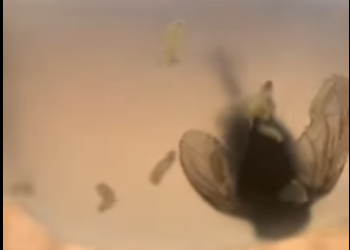 G1912011 Una mosca común solo vive alrededor de días, pero en ese corto tie (Part 2)