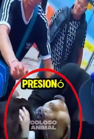 D2212013 LIVEIncentiveProgram (Parte 2)