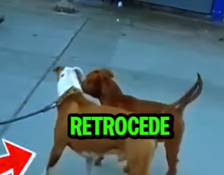 D2212010 Pitbull Intimida Con Solo Un Rugido Suave (Parte 2)