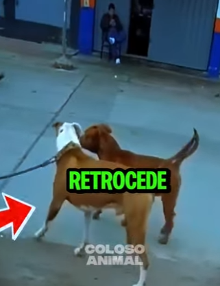 D2212010 Pitbull Intimida Con Solo Un Rugido Suave (Parte 2)