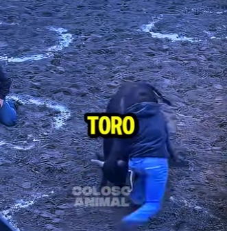 D2412003 Desafío De Con Un Toro Salvaje! (Parte 2)