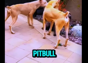 D2412004 Dóberman Provocan Pero Un Pitbull Pone Orden (Parte 2)