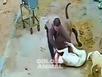 D2412005 Batalla De Titanes Termina Con La Llegada Del Alfa! (Parte 2)