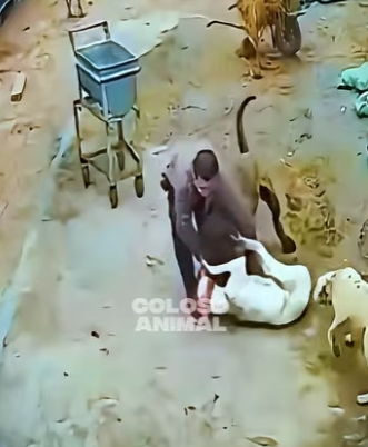 D2412005 Batalla De Titanes Termina Con La Llegada Del Alfa! (Parte 2)