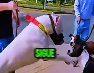 D2412006 Dogo Pitbull Punto De Desatar Una Pelea Brutal! (Parte 2)