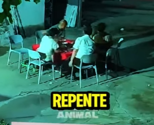 D2212009 El Perro Lo Sabía, Pero Nadie Le Hizo Caso (Parte 2)