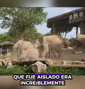 R2212009 Elefantes rescatados (Parte 2)