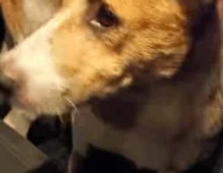 U0102011 cheiro da parceira acalmou seu coração pobre cãozinho (Parte 2)