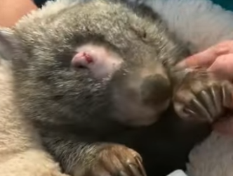 R2212010 wombats de rescate (Parte 2)