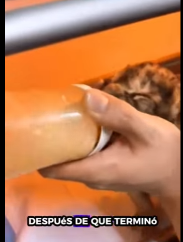 R2212011 Cachorros de león rescatados (Parte 2)