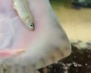 R2412005 Salva las mantarrayas (Parte 2)