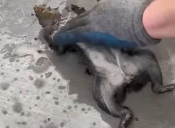 R2412004 Ardillas de rescate (Parte 2)