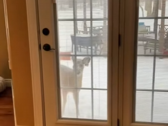 R2412003 Rescate de ciervos (Parte 2)