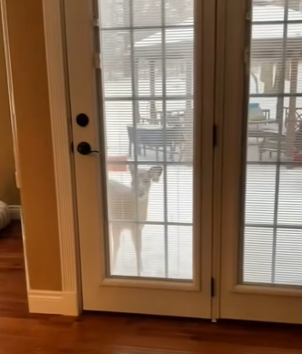 R2412003 Rescate de ciervos (Parte 2)