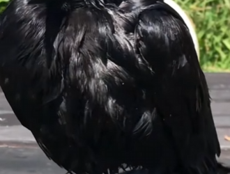 R2412002 Rescatar los cuervos (Parte 2)