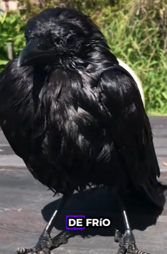 R2412002 Rescatar los cuervos (Parte 2)