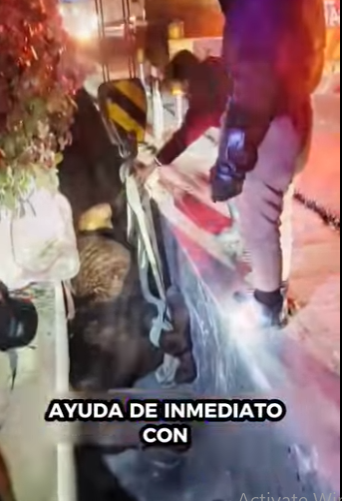 R2412007 Caballo de rescate (Part 2)