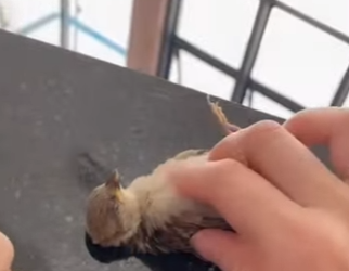 R2412006 Gorriones de rescate animals