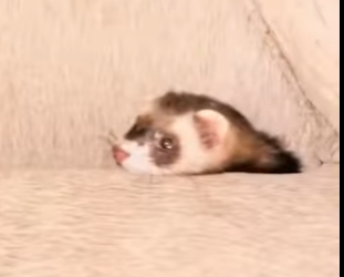 A2312007 Why do ferrets cry animals (Parte 2)