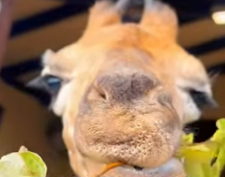 A2312006 Would you spend 1 million to buy this giraffeanimals (Parte 2)