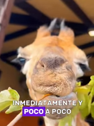 A2312006 Would you spend 1 million to buy this giraffeanimals (Parte 2)