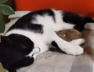 A2312001 Conejo rescatado (Parte 2)