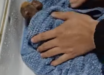 A2312003 Rescatar al hipopotamo (Parte 2)