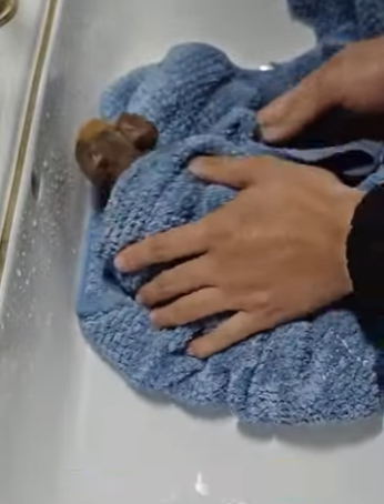 A2312003 Rescatar al hipopotamo (Parte 2)