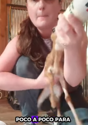 A2312004 Rescata al ciervo (Parte 2)