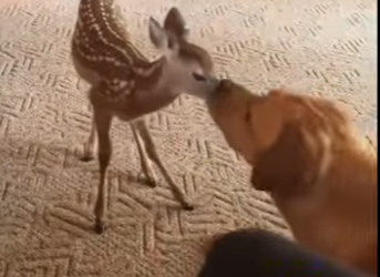 A2312002 Rescata al ciervo (Parte 2)