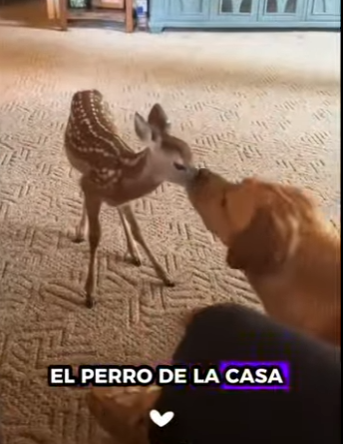 A2312002 Rescata al ciervo (Parte 2)