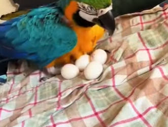 A2312005 A gift from a parrot to a man animals (Parte 2)