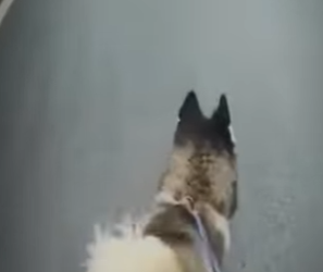 V2312005 estaba paseando su perro y se encontraron una hermosa mascota (Parte 2)