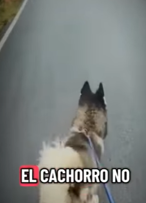 V2312005 estaba paseando su perro y se encontraron una hermosa mascota (Parte 2)