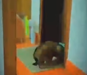 V2312002 compro un perro y le dieron el equivocado (Parte 2)