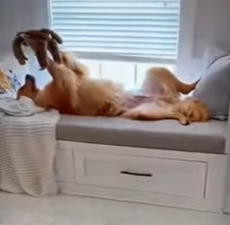 V2312003 no podia tener cachorros y hicieron esto por ella (Parte 2)