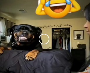 V2312001 este perrito no estaba de humor (Parte 2)