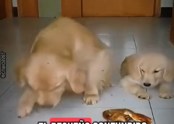 V2312004 esta madre si su hijo no come ella tampoco (Parte 2)