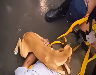 V2312007 queria ayudar a su dueno perros perrosygatos mascotas historias chachorros (Parte 2)