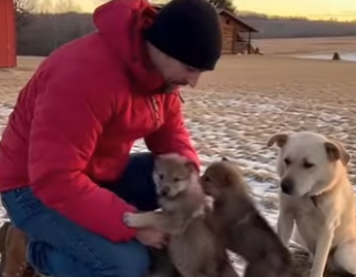 Q2212002 Wow wolf pup reunion made me cry (Parte 2)