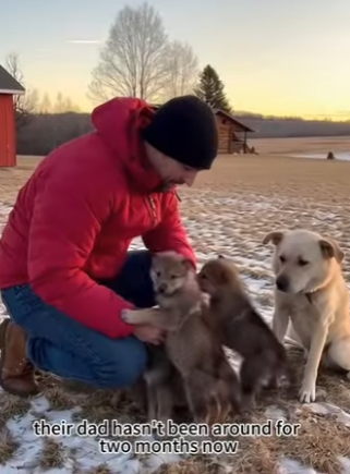 Q2212002 Wow wolf pup reunion made me cry (Parte 2)