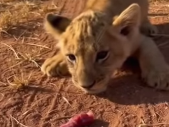 Q2212007 swarm of vultures was dragging starving lion (Parte 2)