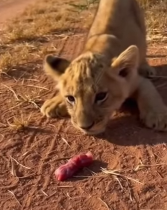 Q2212007 swarm of vultures was dragging starving lion (Parte 2)