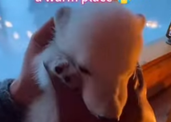 Q2212013 miracle brought by snowstorm (Parte 2)