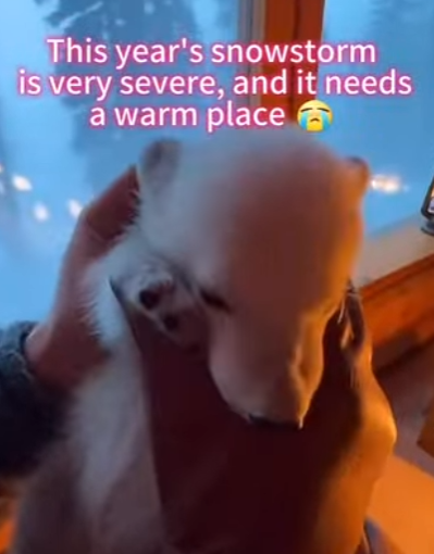 Q2212013 miracle brought by snowstorm (Parte 2)