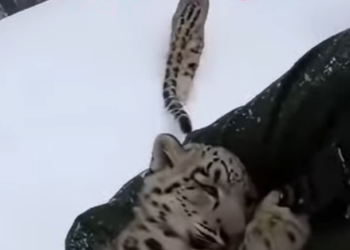 Q2212014 After being chosen by snow leopard (Parte 2)