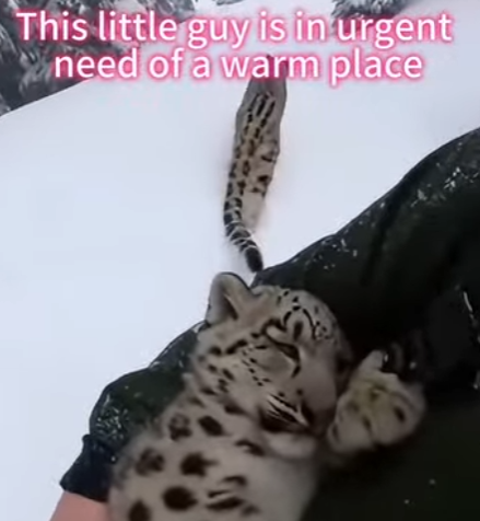 Q2212014 After being chosen by snow leopard (Parte 2)