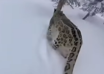 Q2212011 family of snow leopards in snowstorm (Parte 2)