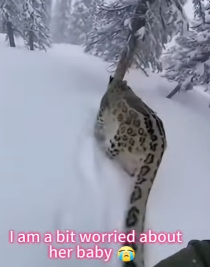 Q2212011 family of snow leopards in snowstorm (Parte 2)